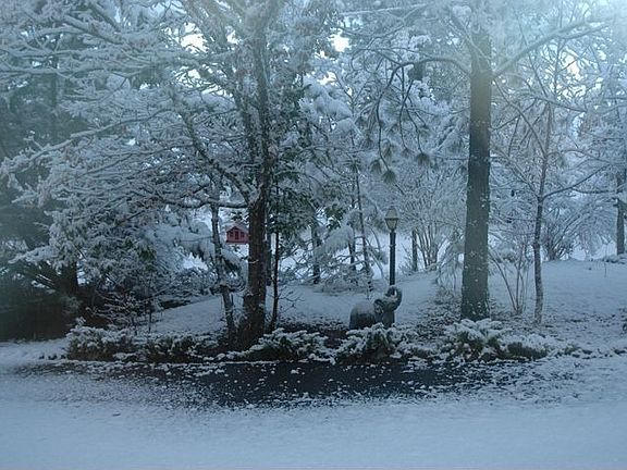 Front yard from living room