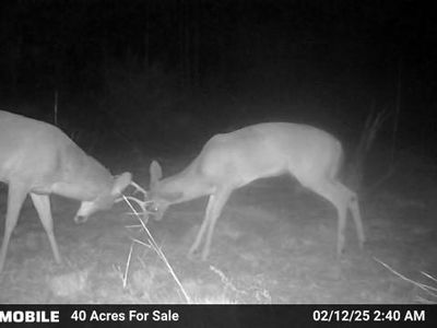 6157 NW Martin Sewell Rd, Altha, FL, 32421