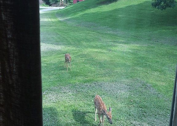 Great Yard
						:
						Lots of Nature in the City!