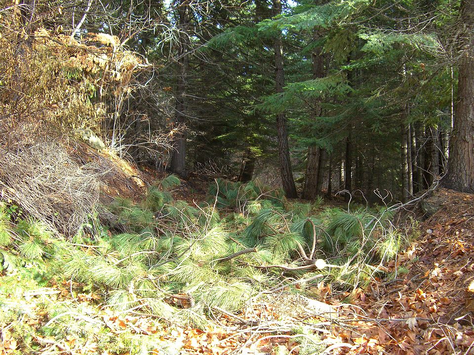 1st image of Nna Fir Dr