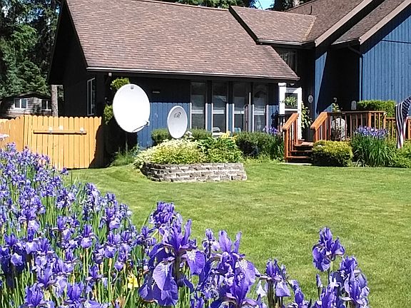 Irises love the summer sun