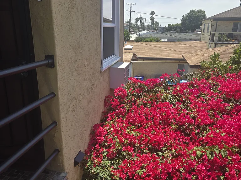 Enjoy the bougainvillea, which grows alomg the side of the Property