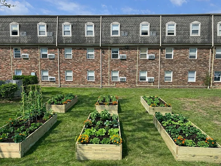 CS garden boxes