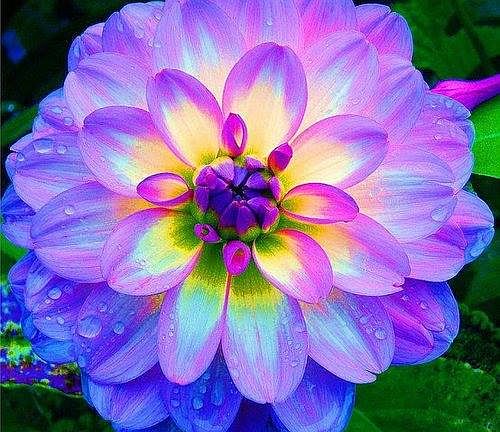 Beautiful summer roses greet & welcome visitors to this classic home ~& your apartment; also some lil flowers like these; Add some more? Which flowers do you favor? : )