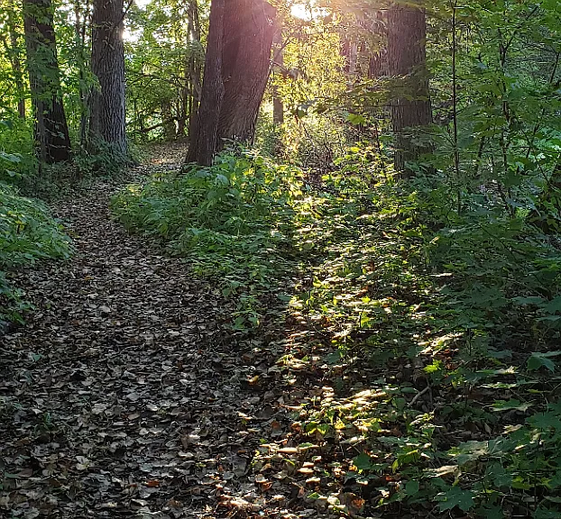 View of the walking trail