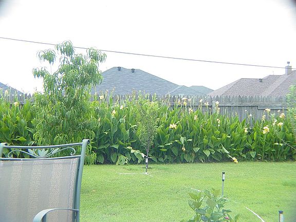 cannas provide privacy along the back yard fence line