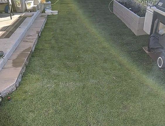 EASY CARE LAWN W/ SPRINKLERS