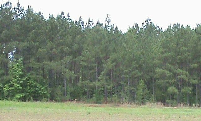 Timber