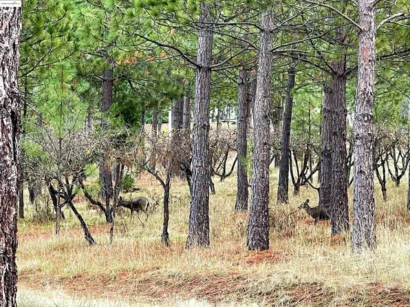 14315 Little Jack Loop, Sonora, CA 95370