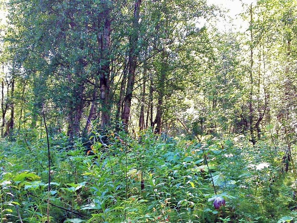 2nd image of 10854 E Susitna River Rd