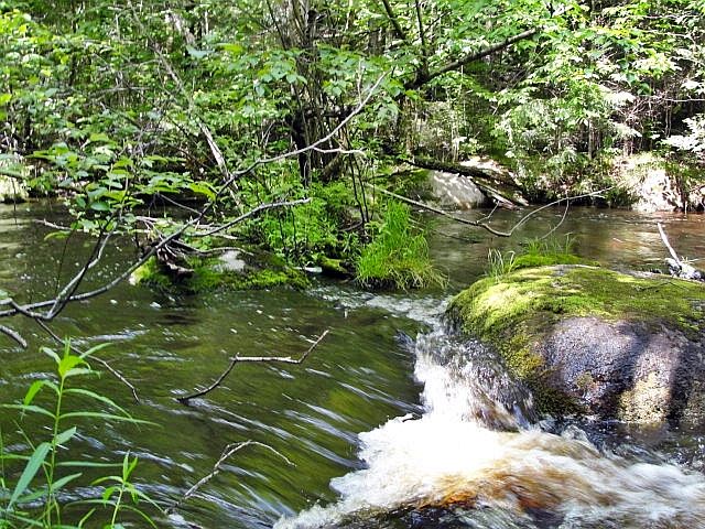 Silver Cliff - Dawn Wartick