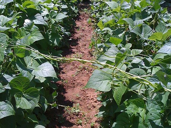 Flat lands for farming