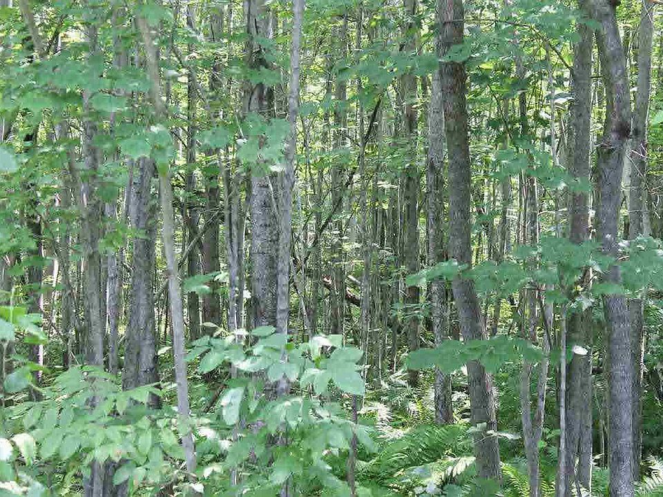 2nd image of 000 Wannebo Rd Lots 1 and 2