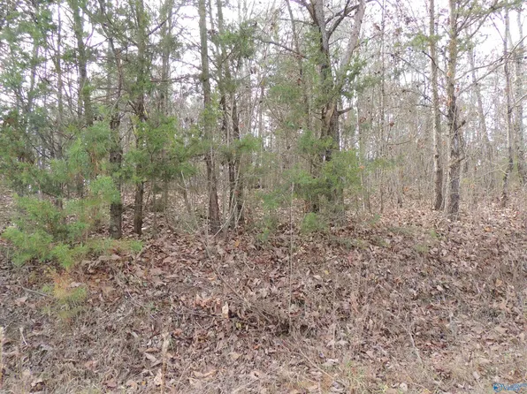 County Road 9, Moulton, AL 35650
