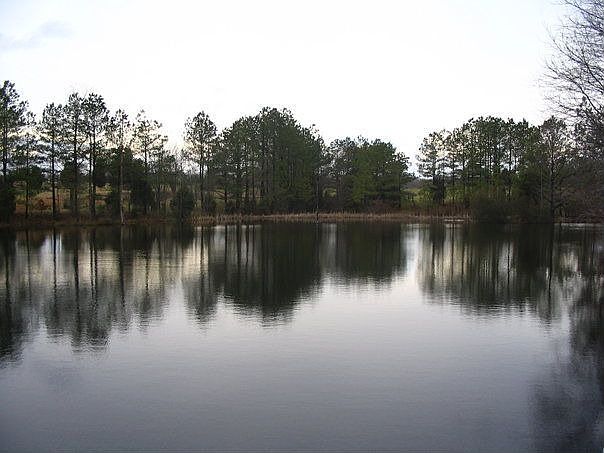 Pond