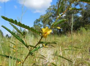 12791 NE 65th St, Williston, FL 32696