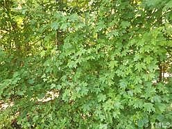 1st image of 23 Maple Springs Ln Lot 23