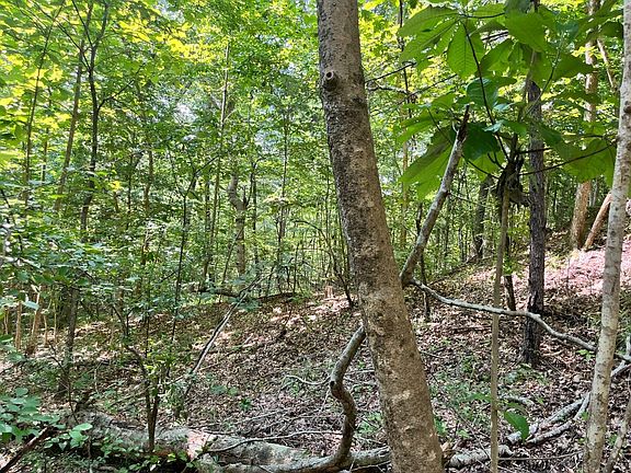 Hardwood SMZ Along Clear, Springfed Branch Near West Property Boundary