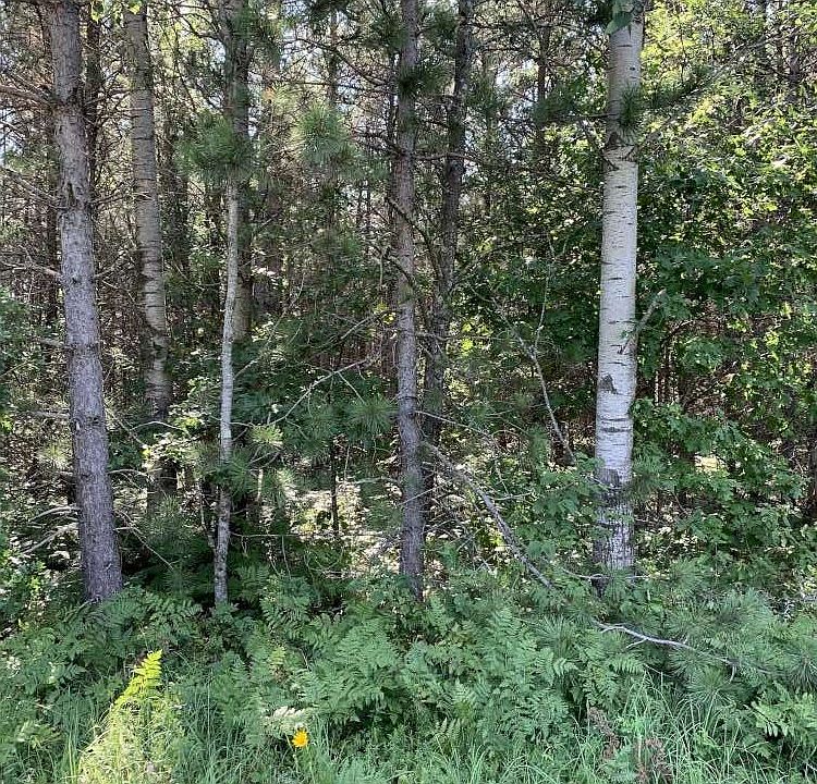 2nd image of ON Black Brook Road