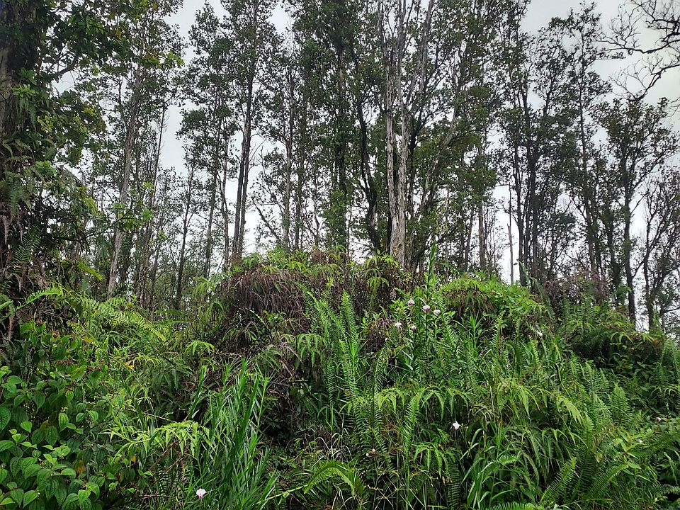 2nd image of Road 9 Koloa Maoli Lot 5380