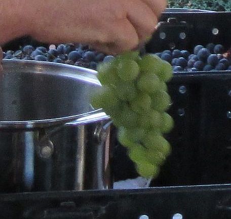 8 producing grape vines