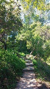 Walkways in forrest