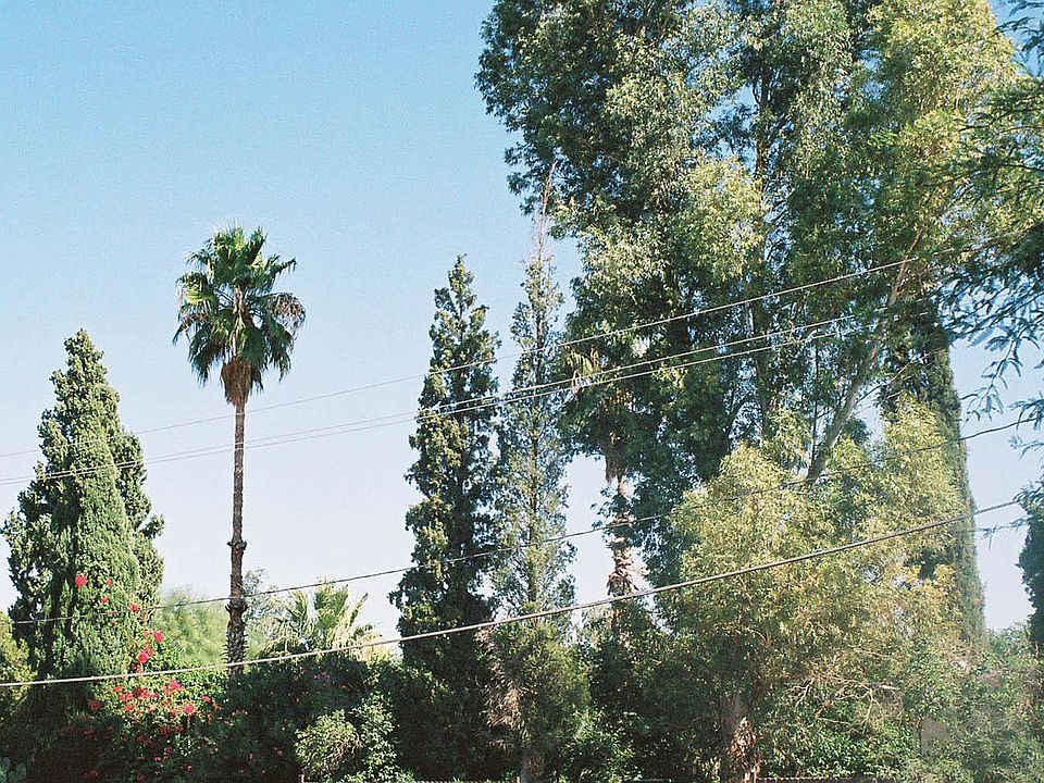 THE TALL TREES AT RICHEY