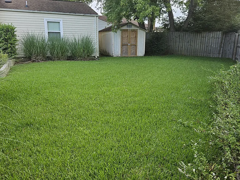 Back yard