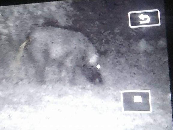 Game camera in backyard