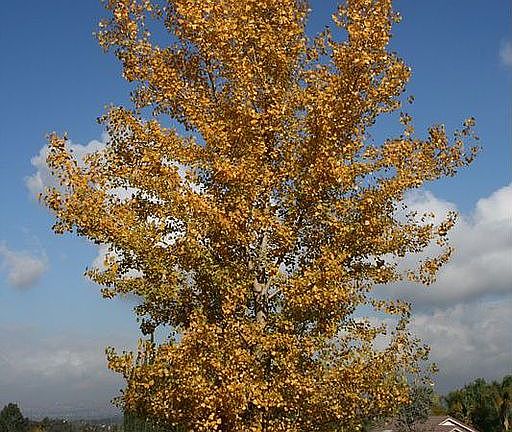 Beautifully landscaped and lots of large lush trees.