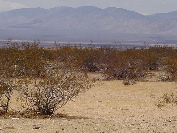 California City veiws