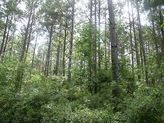 3rd image of 119 County Road 1347