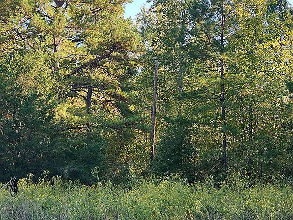 Pines, oaks, cedars, maples