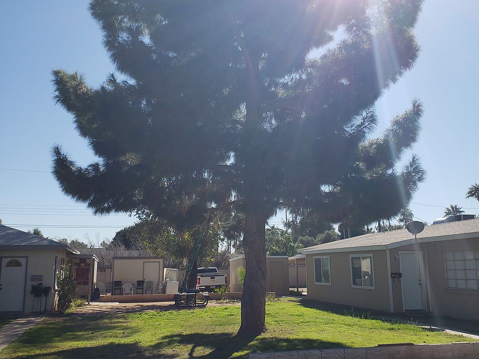 tree shaded common area