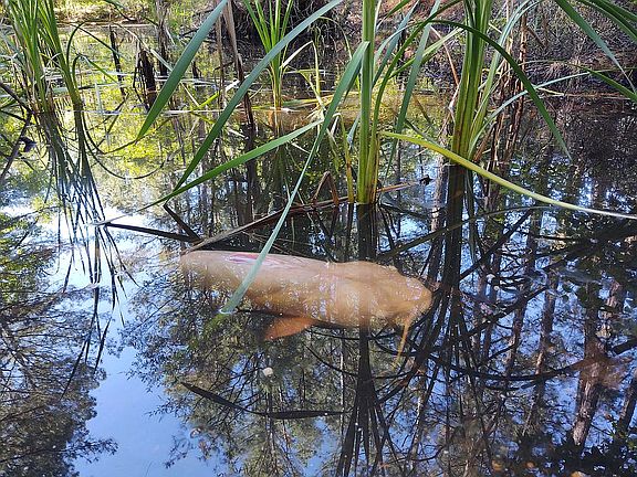 Stella the albino catfish
