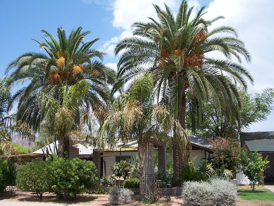 two huge canary date palms in front yard give lots of shade