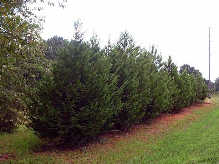 Privacy Trees Planted