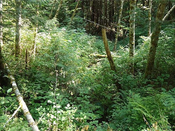 4th image of 15 Pinto Creek Ln