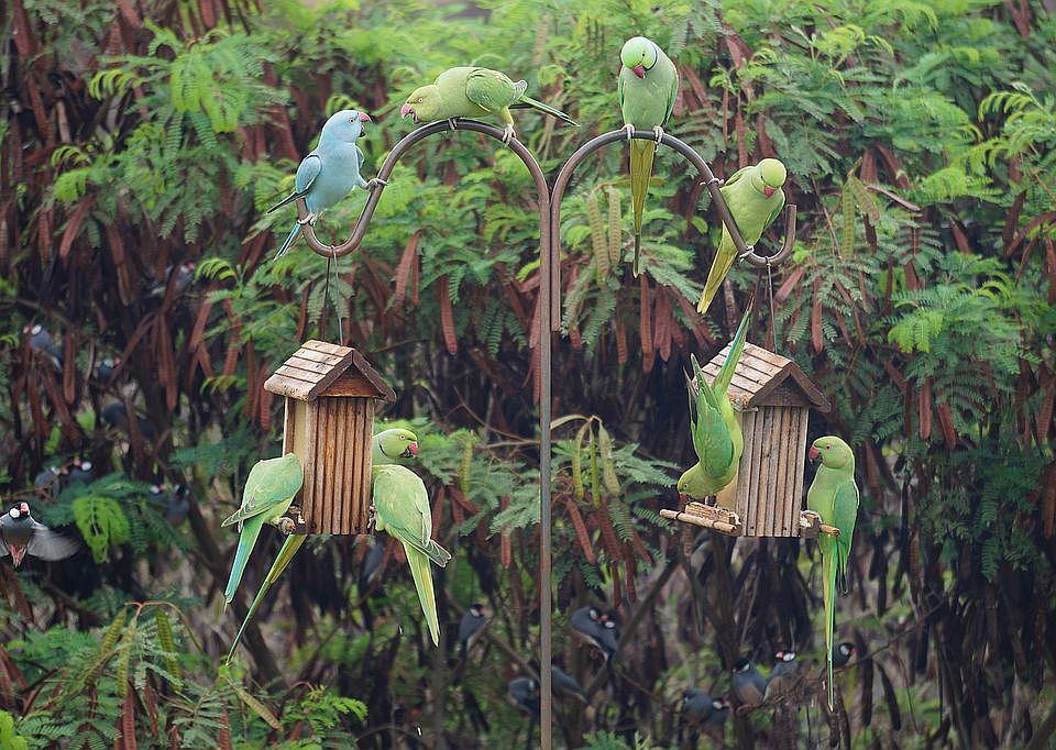 wild birds in the yard
