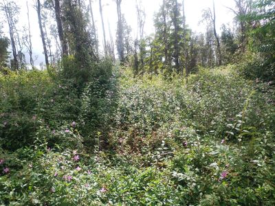 Pahoa Rd, Pahoa, HI, 96778