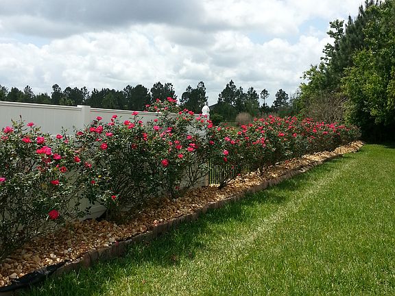 Fence Line with Roses