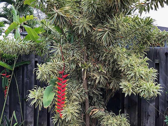 Foliage