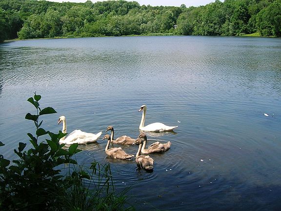 SPRING ON DIXON LAKE