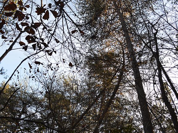 Nice wooded lot for privacy