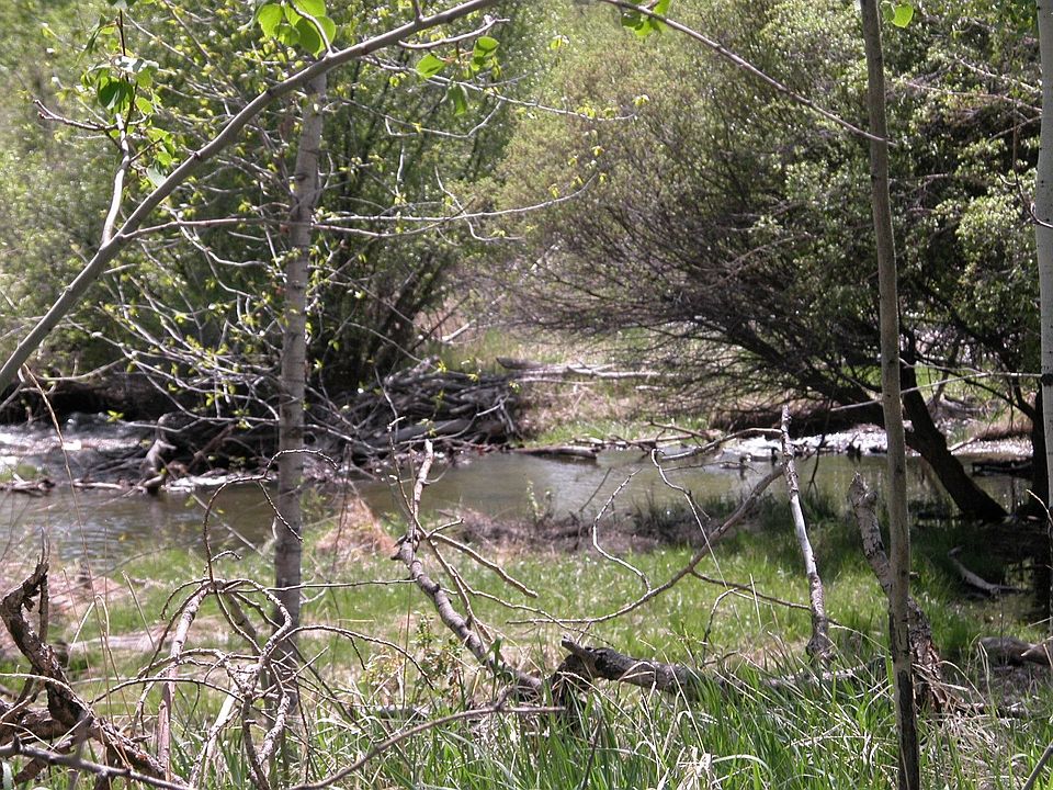 Creek view from deck
