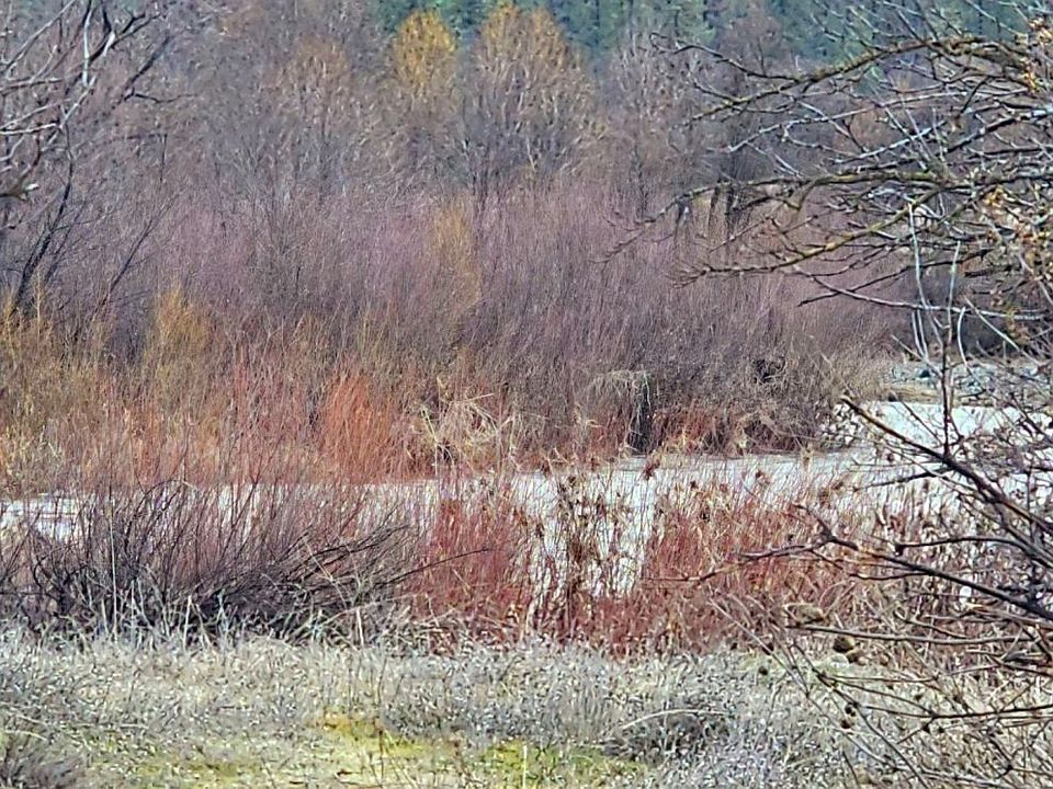 2nd image of 1035 Hyampom Rd