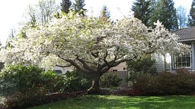 2nd image of 2518 53rd Way SE