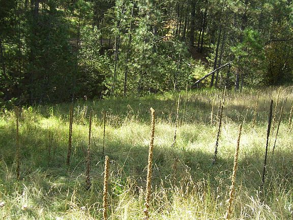 3rd image of Sherwood Forest Rd Lot 2