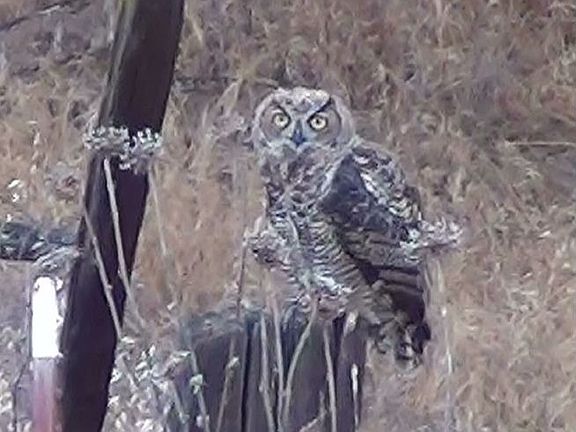 baby great horned owls on fence post