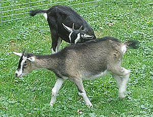 Razorback & Snoop